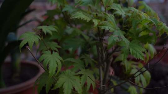 花 观赏花 欣赏 种植 绿植