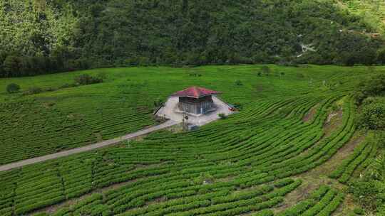 西藏林芝墨脱县果果塘茶叶种植航拍自然风光