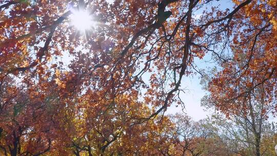 4K高清实拍秋季枫叶枫树林