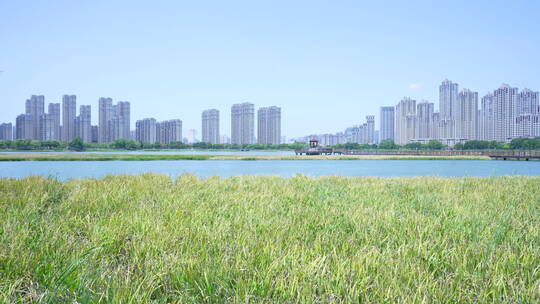 武汉杨春湖城市生态公园风景