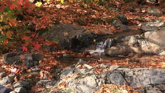 秋天落叶下的山涧小溪