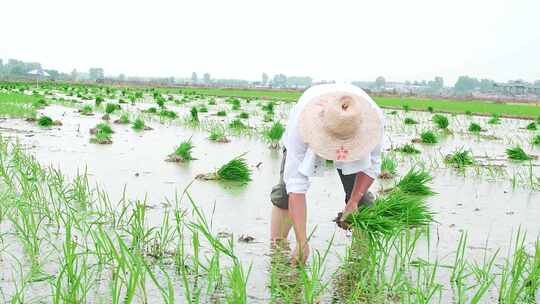 稻田稻谷 水稻 大米 成熟