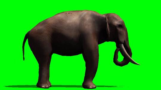 绿幕-动物-大象下勾鼻子