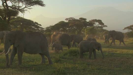 正在迁徙的非洲象群