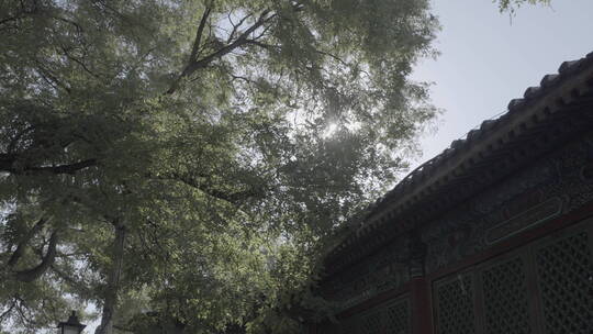 北京胡同生活 北京人文空镜