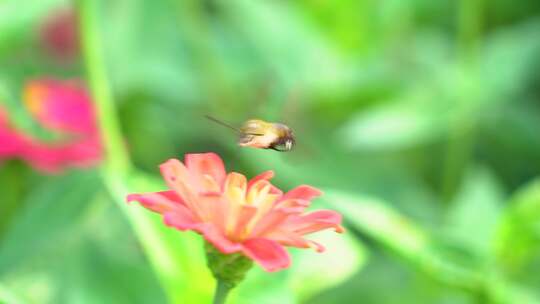 飞蛾和小花