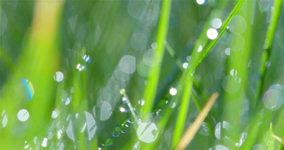 水滴 植物 雨滴 露珠 草地 绿色