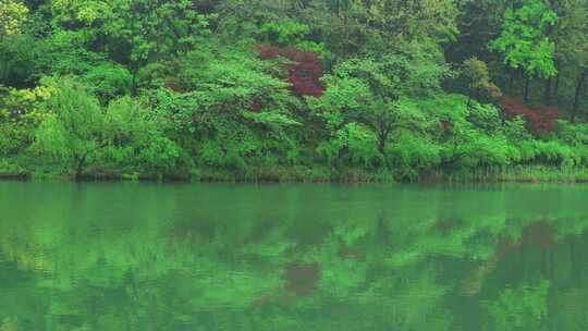 杭州西湖浴鹄湾春天树林自然风景