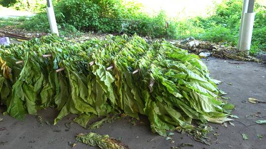 烟草 烟草种植 烟草加工 香烟