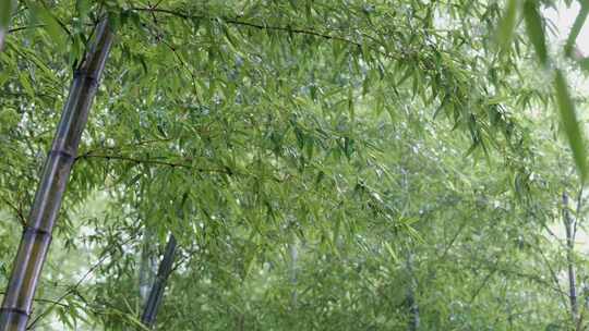 下雨天茂密的竹林枝叶繁茂生机勃勃的景象