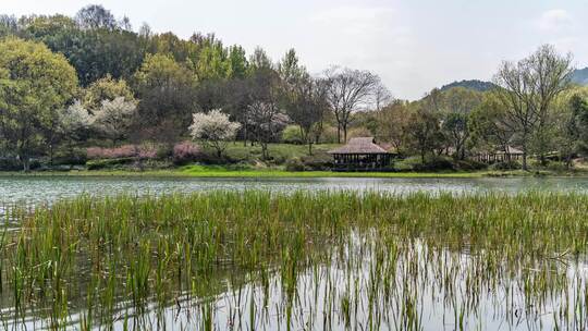 杭州西湖 乌龟潭 春天 樱花季 延时