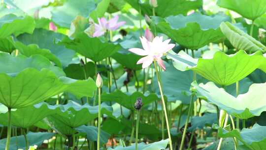 蜻蜓 荷花 升格慢动作 慢镜头