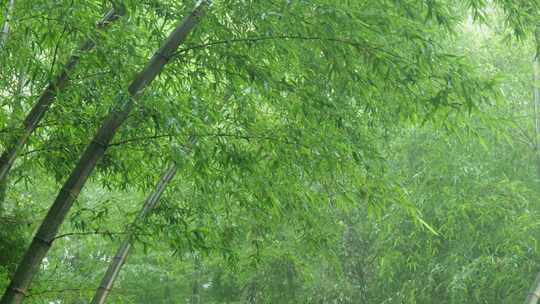 下雨天茂密的竹林枝叶繁茂生机勃勃的景象