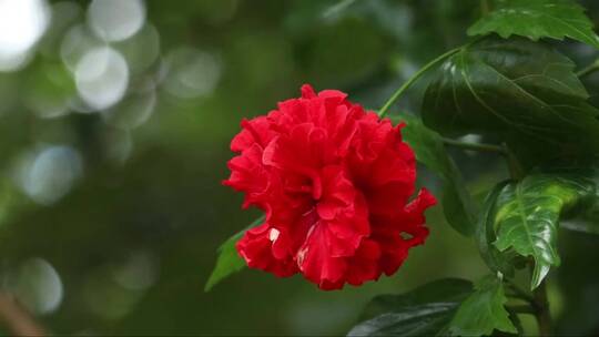 红芙蓉花随风飘摇