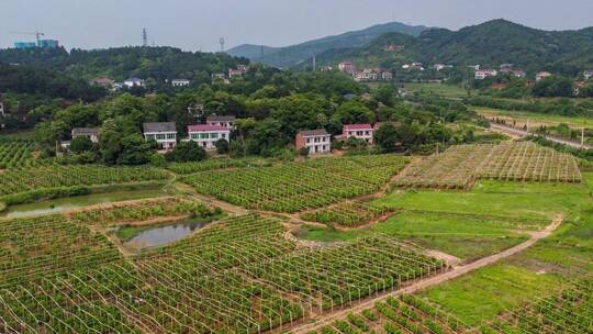 航拍乡村橘子园