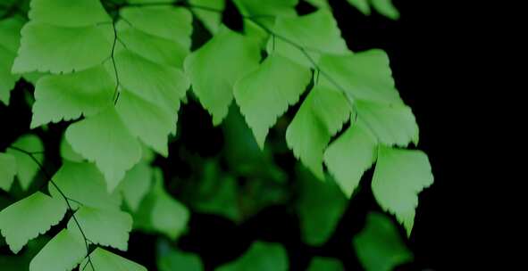 Maidenair Fern，植物，叶子