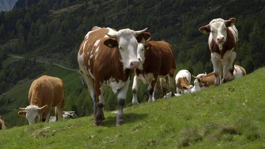 瑞士山间奶牛