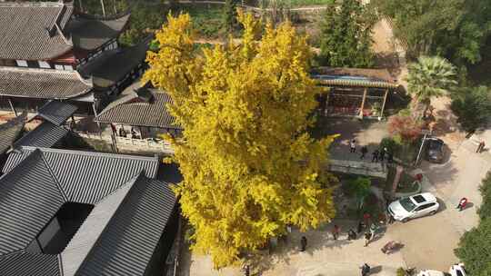 重庆天心寺银杏航拍