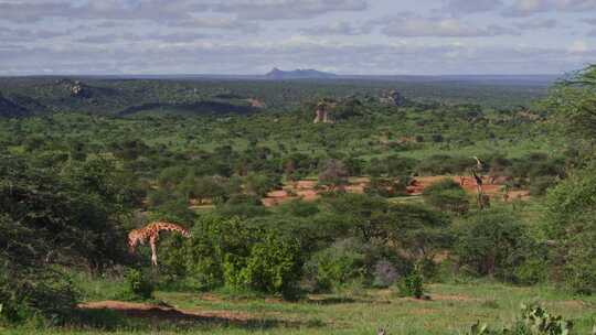 Giraffe，Safari，森林，肯尼