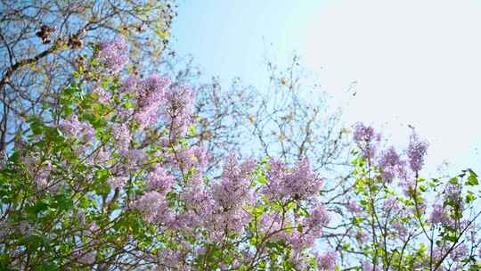 春天阳光下盛开的粉色紫丁香花朵花簇