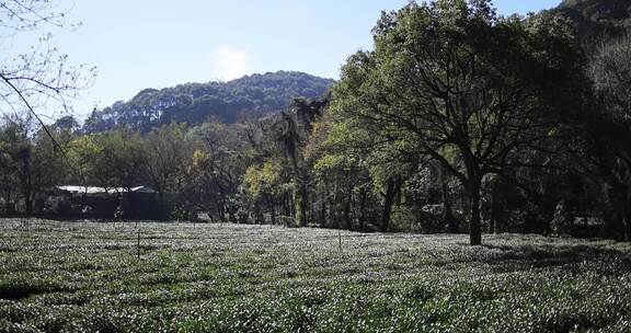 杭州九溪茶园茶叶基地里孤独的树