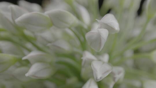 韭菜花LOG视频素材