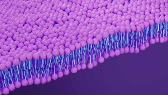 磷脂双分子层细胞膜3D渲染