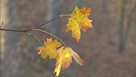 微距特写大自然秋天金色黄色红色美丽的树叶