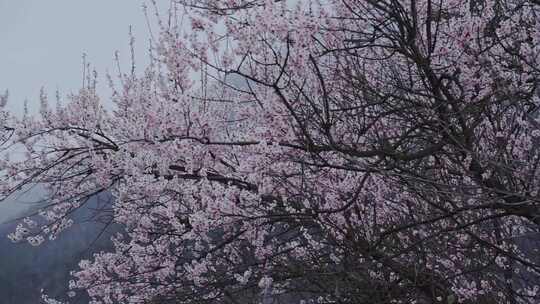 西藏林芝雪山下盛开的桃花视频素材模板下载
