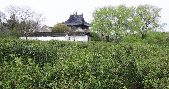 清明时节常熟虞山山顶生态茶园