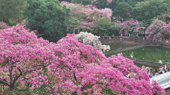 中国广东省广州市天河区华南师范大学异木棉