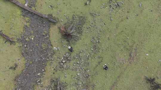 川西沙埋湖水高海拔自然风光视频素材