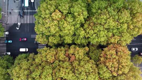 南京_明孝陵景区_梧桐树道路006