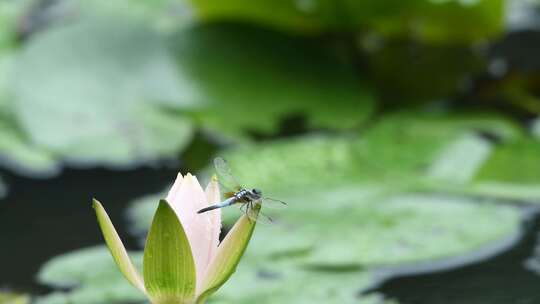 夏天睡莲蜻蜓