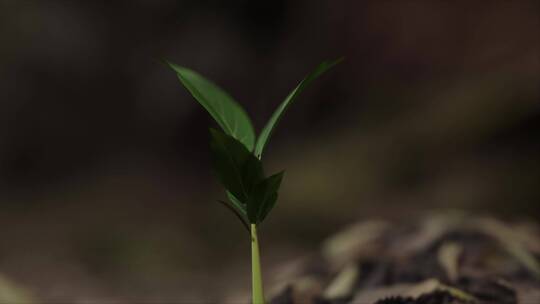 植物生长各角度拍摄