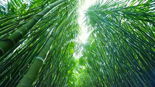 茂密竹林间阳光透过的唯美画面