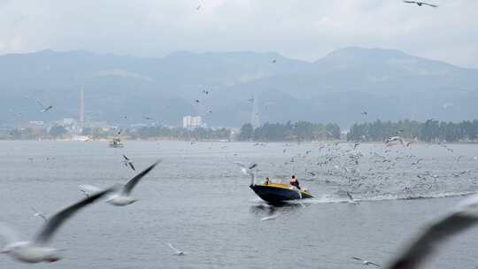 4K昆明/滇池/洱海/海鸥跟船飞