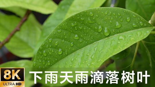 下雨天雨滴落在树叶上