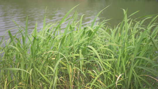 大自然 绿色植物 夏天