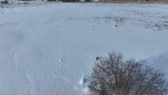 大兴安岭林区河谷雪地上狐狸跳跃奔跑