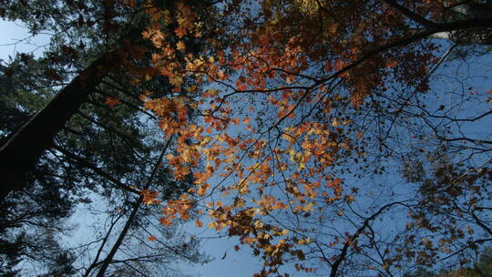森林深秋 仰拍 松树 枫树 蓝天