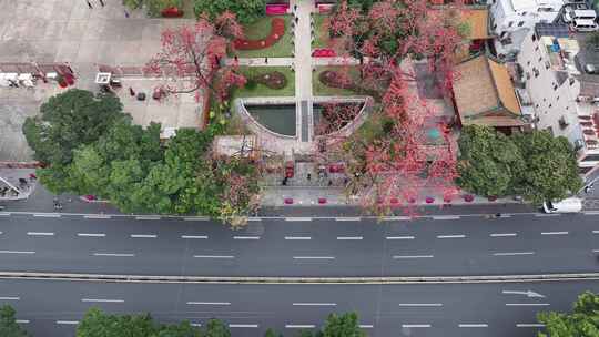 中国广东省广州市越秀区农讲所木棉花