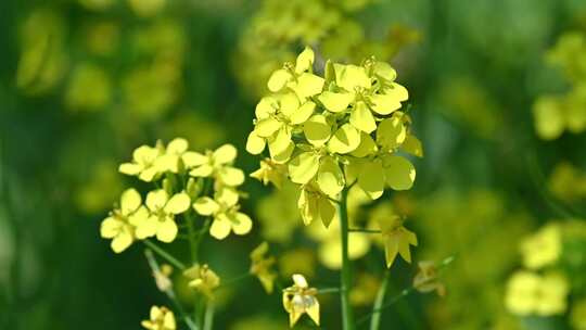 春天盛开的黄色油菜花与采蜜蜜蜂满画幅特写