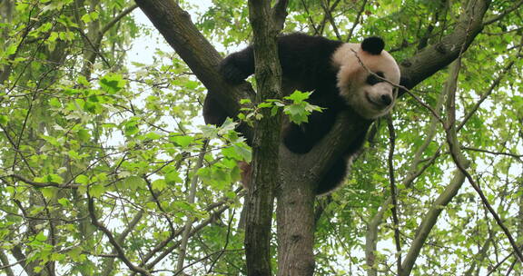 成都熊猫基地里的可爱大熊猫树上睡觉