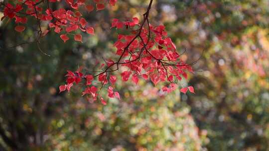 洛阳隋唐植物园的乌桕树红了