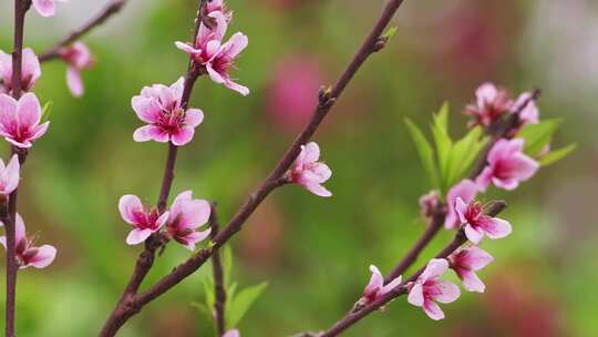 粉红桃花