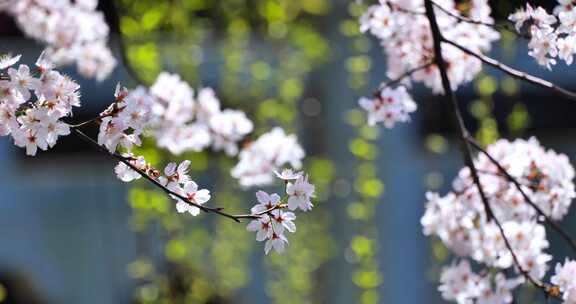 4k池塘边的樱花花簇特写升格