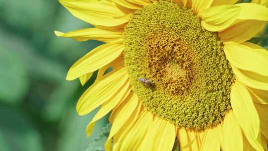 夏天向日葵蜜蜂采蜜