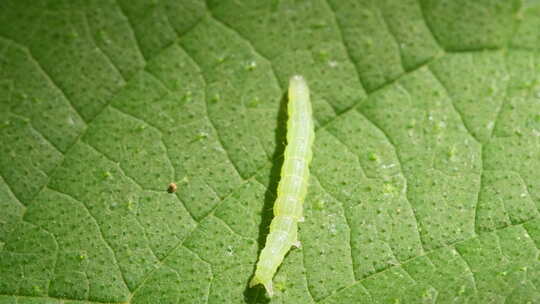 桑叶上的蚕毛毛虫幼虫蠕动