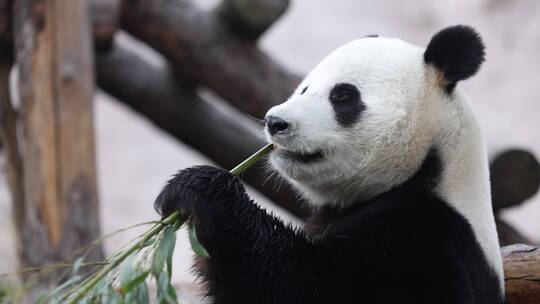 吃大熊猫吃竹笋进食喂养动物园